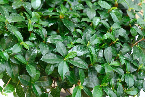 今から伸びます♡特価♡つる性ガジュマル♡観葉植物 3枚目の画像