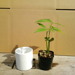 種から芽だしパキラ陶器鉢はめ込みタイプ☆観葉植物 2枚目の画像