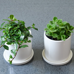 送料無料！大人気2つセット☆アロマティカス、幸福のつる性ガジュマル