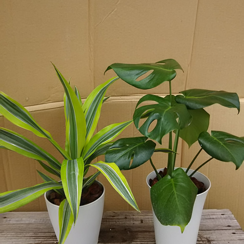 希少 モンステラ レモンライム 鉢ごと 希少 モンステラ レモンライム 鉢ごと