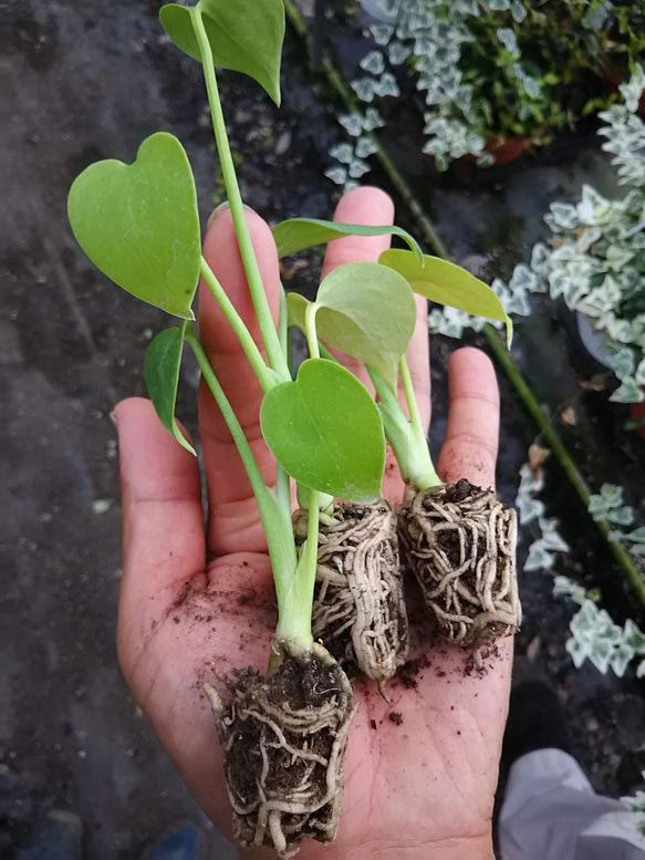 金運に効果的⁉モンステラの苗☆観葉植物 1枚目の画像