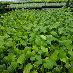 金運に効果的⁉モンステラの苗☆観葉植物 2枚目の画像