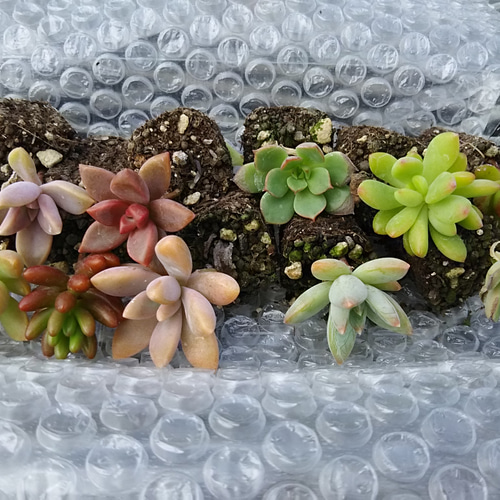 多肉植物☆抜き苗