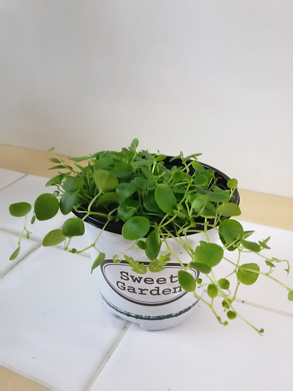 送料無料！ペペロミアジェミニ 観葉植物 その他インテリア雑貨