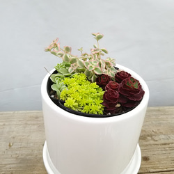 送料無料！セダムミックス 陶器鉢 観葉植物 1枚目の画像