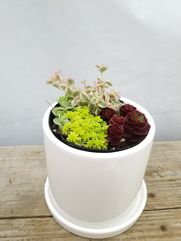 送料無料！セダムミックス 陶器鉢 観葉植物 1枚目の画像