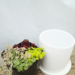 送料無料！セダムミックス 陶器鉢 観葉植物 2枚目の画像