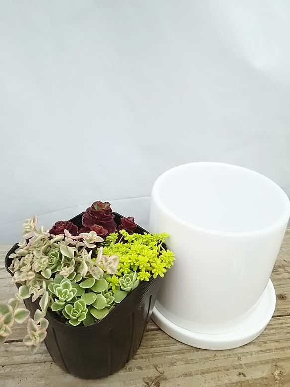 送料無料！セダムミックス 陶器鉢 観葉植物 2枚目の画像