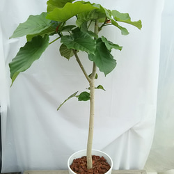 にゃー様 送料無料☆ウンベラータ☆観葉植物 2枚目の画像