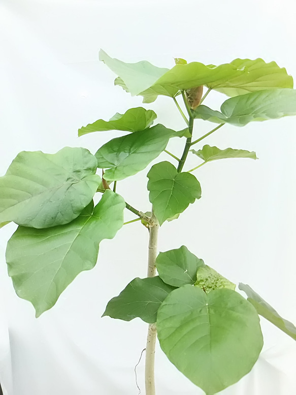 にゃー様 送料無料☆ウンベラータ☆観葉植物 3枚目の画像