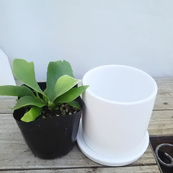 送料無料の大人気のコウモリラン陶器鉢 観葉植物 2枚目の画像