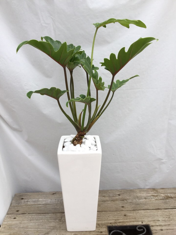 送料無料 クッカバラ 陶器鉢 観葉植物 2枚目の画像