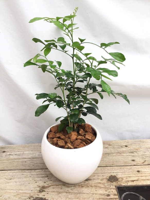 観葉植物　まだあります。シルクジャスミン曲げ　綺麗！陶器鉢付き 送料無料！シルクジャスミン 陶器鉢 観葉植物 プリザーブドフラワー