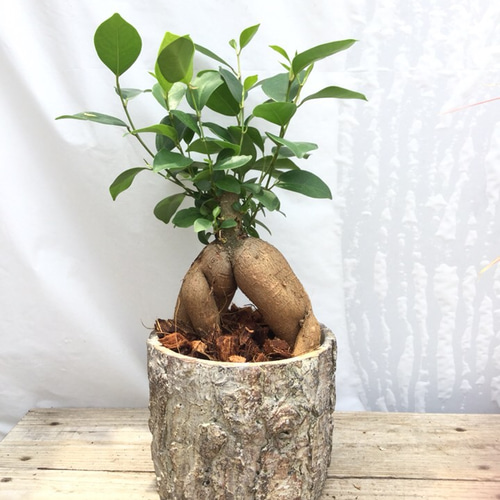 ガジュマル。観葉植物。鉢ごと無料で発送致します。 ガジュマル | 幸せ