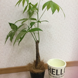 送料無料 開運パキラ陶器鉢 観葉植物 3枚目の画像