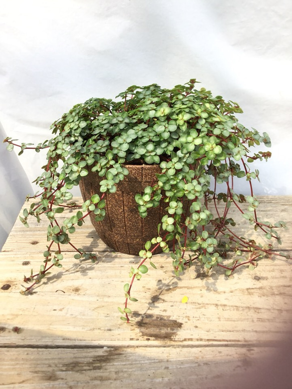 送料無料 このまま飾れる ピレアグラウカ 観葉植物 1枚目の画像