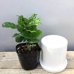 観葉植物 送料無料 コーヒーの木 陶器鉢 インテリア 卓上 2枚目の画像