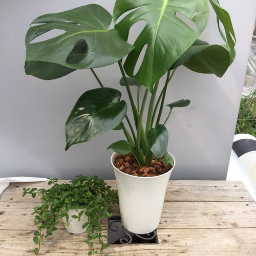 送料無料 観葉植物 開運セット モンステラ つる性ガジュマル その他 