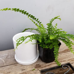 送料無料　陶器鉢　シダ　観葉植物 2枚目の画像