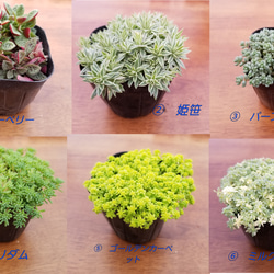 目玉！送料無料人気のセダム&多肉植物　お任せ5個　エケベリア　セダム　 2枚目の画像