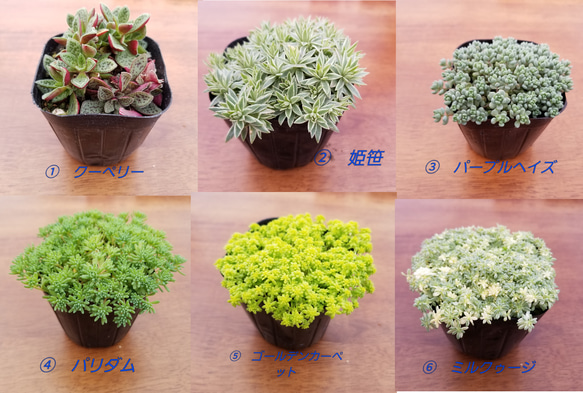 目玉！送料無料人気のセダム&多肉植物　お任せ5個　エケベリア　セダム　 2枚目の画像