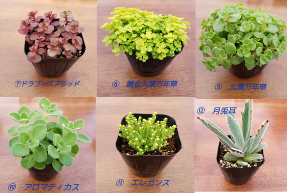 目玉！送料無料人気のセダム&多肉植物　お任せ5個　エケベリア　セダム　 3枚目の画像