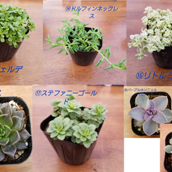 目玉！送料無料人気のセダム&多肉植物　お任せ5個　エケベリア　セダム　 4枚目の画像