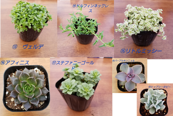 目玉！送料無料人気のセダム&多肉植物　お任せ5個　エケベリア　セダム　 4枚目の画像