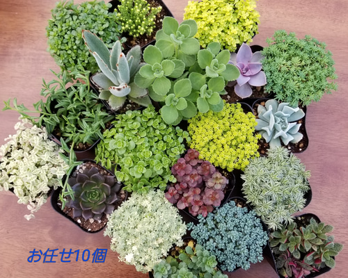 多肉植物セット（エケベリア・セダム）*3 多肉植物寄せ植えセット 多肉植物カット苗詰め合わせ エケベリア