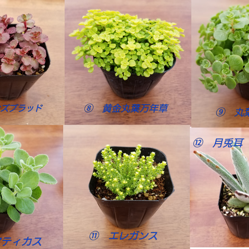 目玉！特価！送料無料 観葉植物 お任せセダム&多肉植物 10個