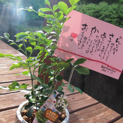 送料無料　母の日　プレゼント　シルクジャスミン　お花　観葉植物 2枚目の画像