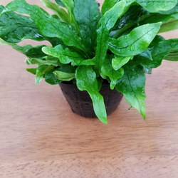 珍しい❗クロコダイルシダ　観葉植物 3枚目の画像
