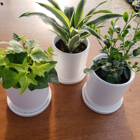 お買い得‼️ 送料無料 観葉植物セット その他置物 グリーンハウス 通販