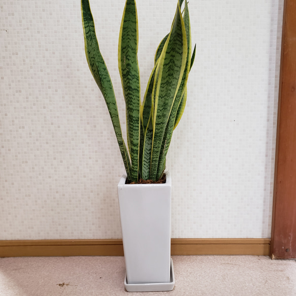 天然空気清浄機 送料無料 観葉植物 サンスベリア 虎の尾 インテリア その他置物 グリーンハウス 通販｜Creema(クリーマ) 7387034