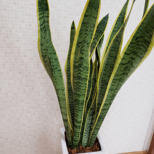 天然空気清浄機 送料無料 観葉植物 サンスベリア 虎の尾 インテリア その他置物 グリーンハウス 通販｜Creema(クリーマ) 7387034