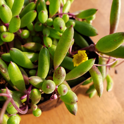 ルビーネックレス　観葉植物　多肉植物 2枚目の画像