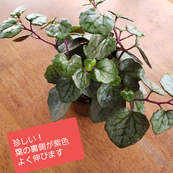 珍しい！　送料無料　セネシオパープルバイン　観葉植物　多肉植物 1枚目の画像