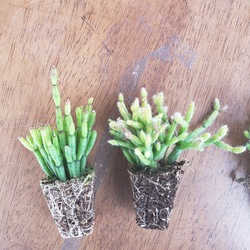 送料無料　痛くない　サボテン　リプサリス　観葉植物　多肉植物 2枚目の画像