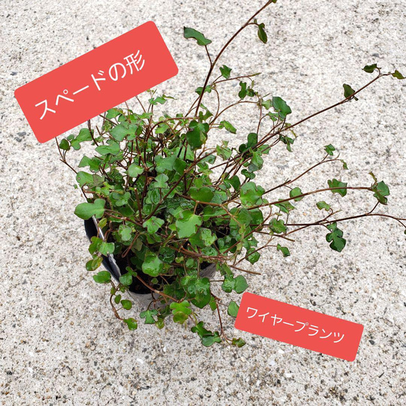 スペード　ワイヤープランツ　観葉植物 1枚目の画像