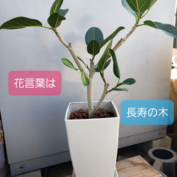 長寿の木　ベンガレンシス　観葉植物 1枚目の画像