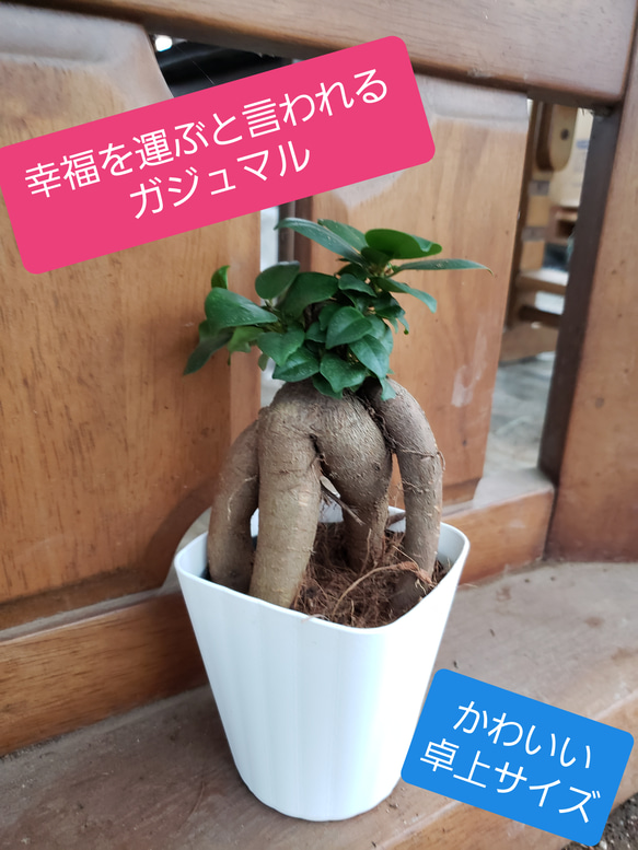 かわいい卓上サイズ　ガジュマル　観葉植物 1枚目の画像