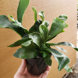 カラテアムサイカ観葉植物 その他インテリア雑貨 グリーンハウス 通販