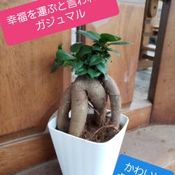 今だけ‼️かわいい卓上サイズ　ガジュマル　観葉植物 1枚目の画像