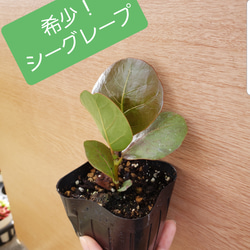 希少 シーグレープ 観葉植物 その他インテリア雑貨 グリーンハウス