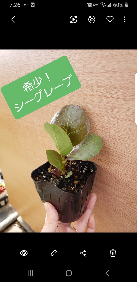希少 シーグレープ 観葉植物 その他インテリア雑貨 グリーンハウス
