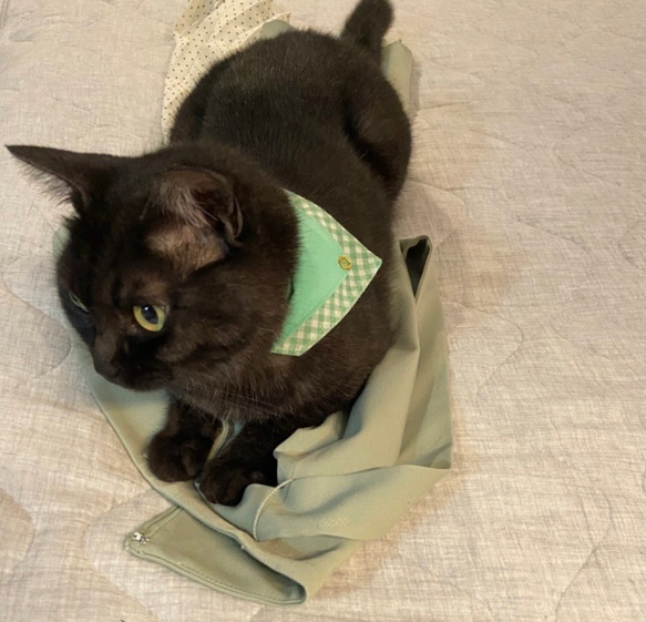 【送料無料】猫さんのおしゃれ用首輪　安全バックル　ブルーチェック　スカーフ　【アウトレット】 7枚目の画像