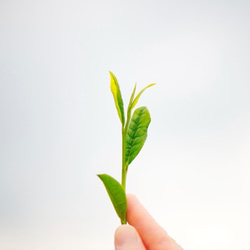 焙煎 黒バイオ茶 4枚目の画像