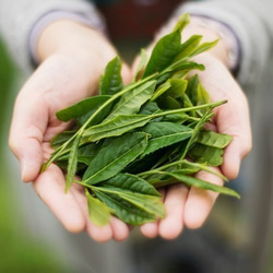 微粉末茶 颯々 （２０本）筒入り。 5枚目の画像