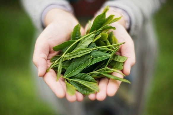 微粉末茶 颯々 （２０本）筒入り。 5枚目の画像