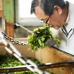 微粉末茶 颯々 （２０本）筒入り。 6枚目の画像